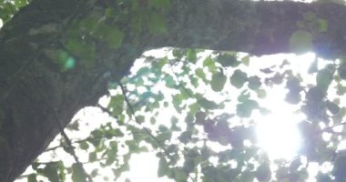 4k, Rüzgar ve güneş ağacı leafes