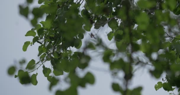 4K, Feuilles d'arbres dans le vent et le soleil — Video