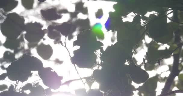 4k, Rüzgar ve güneş ağacı leafes — Stok video
