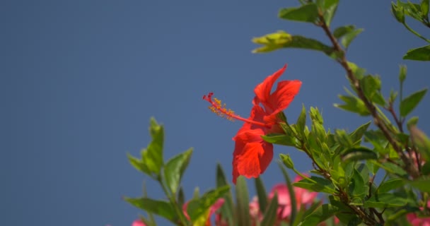 4K, Amaryllis Flor em Calvi, Córsega — Vídeo de Stock