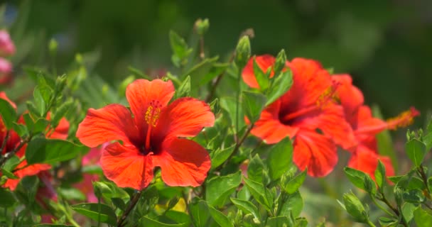 4k, Amaryllis bloem in Calvi, Corsica — Stockvideo