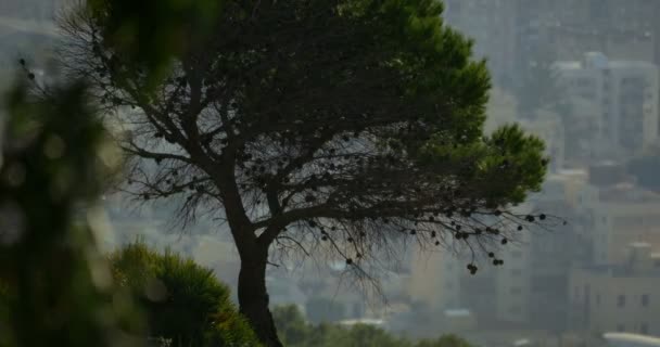4k, ağaç üzerinde uzun atış, Cityscape arka plan, Sicilya, İtalya — Stok video