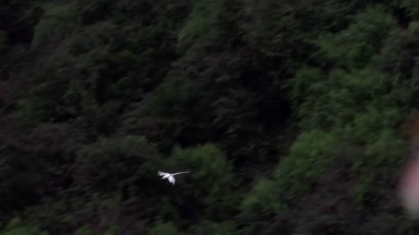 Rosa Taube in schwarzen Flussschluchten Nationalpark, mauritius — Stockvideo