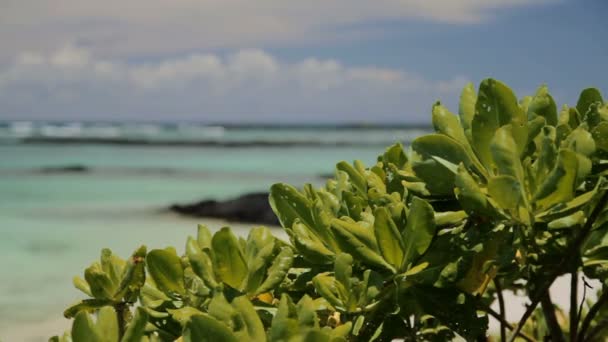 Belle spiagge in paradiso, Mauritius — Video Stock