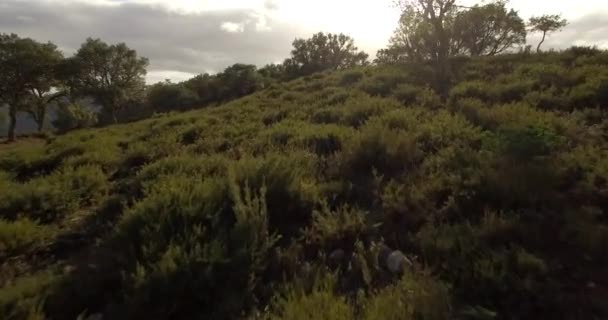 4k anténa, let nad stromy, lesy a kopce, Andalusie, Španělsko — Stock video