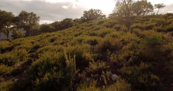 4k anténa, let nad stromy, lesy a kopce, Andalusie, Španělsko — Stock video