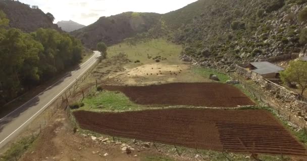 4k-Flug über ein grünes Feld in Andalusien, Spanien — Stockvideo