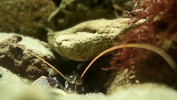 4K, Colorful Fishes, Seahorses, Corals, Marine Life, Underwater World — Stock Video