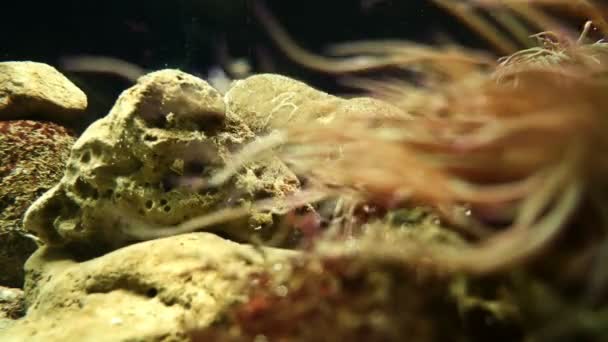 4 k，多彩的鱼类、 海马、 珊瑚、 海洋生物、 海底世界 — 图库视频影像