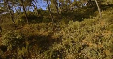4k anteni, ormanı, ağaçlar arasında uçuş