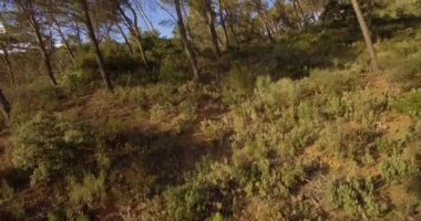 4k anteni, ormanı, ağaçlar arasında uçuş
