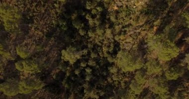 4k anteni, ormanı, ağaçlar arasında uçuş