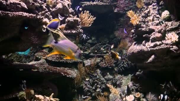 4K, Peces de colores, Caballos de mar, Corales, Vida marina, Mundo submarino — Vídeos de Stock