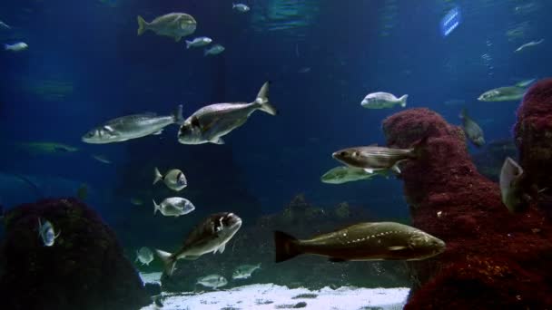 4 k、カラフルな魚、タツノオトシゴ、サンゴ、海洋生物、水中世界 — ストック動画