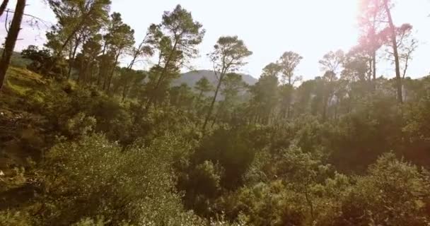 4k antény, letu lesem mezi stromy — Stock video