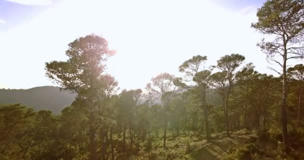 4 k 空中，穿过森林，树木之间飞行 — 图库视频影像