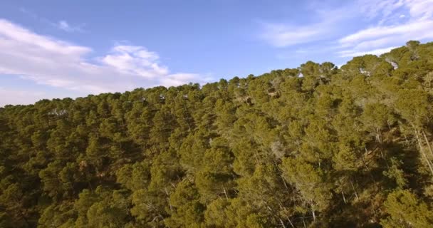 4K Aérea, Vuelo a través del bosque, entre árboles — Vídeo de stock
