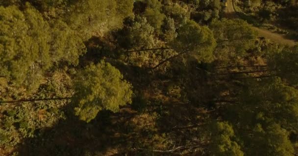 4K Aerial, Полет через лес, между деревьями — стоковое видео