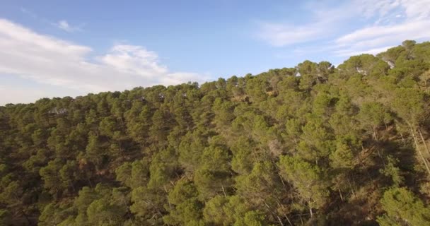 4K Aérea, Vuelo a través del bosque, entre árboles — Vídeos de Stock
