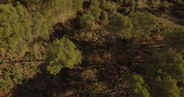 4K Aérea, Vuelo a través del bosque, entre árboles — Vídeos de Stock