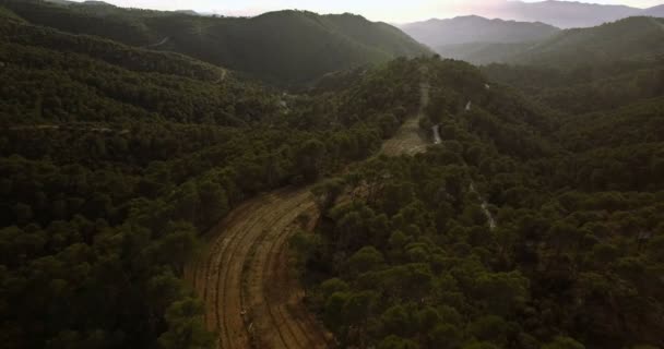 4k επιτόπιων δειγματοληπτικών, που πετούν πάνω από ένα δάσος στην Ανδαλουσία, Ισπανία — Αρχείο Βίντεο