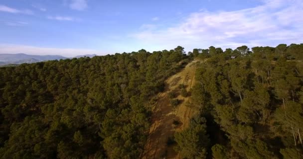 4k antenn, flyger över en skog i Andalusien, Spanien — Stockvideo
