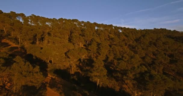 4k επιτόπιων δειγματοληπτικών, που πετούν πάνω από ένα δάσος στην Ανδαλουσία, Ισπανία — Αρχείο Βίντεο