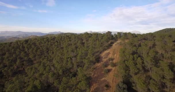 4K Aerial, Voando sobre uma floresta na Andaluzia, Espanha — Vídeo de Stock