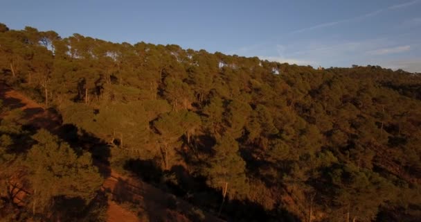 4 k 空中, アンダルシア州, スペインの林の上を飛んで — ストック動画