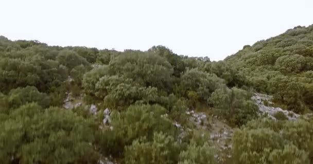 4 k 空中、アンダルシア、スペインの林上空 — ストック動画