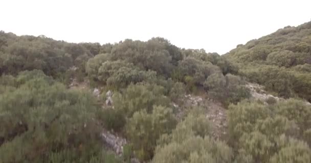 4k anteni, uçuş yukarıda orman Andalusia, İspanya — Stok video