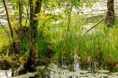 Markische Schweiz Buckow Brandenburg 'da suyun üzerinde duran nilüferlerin sahnesi.
