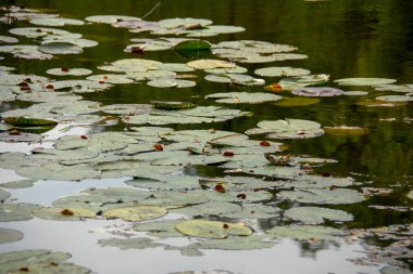 Markische Schweiz Buckow Brandenburg 'da suyun üzerinde duran nilüferlerin sahnesi.