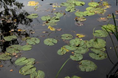 Markische Schweiz Buckow Brandenburg 'da suyun üzerinde duran nilüferlerin sahnesi.