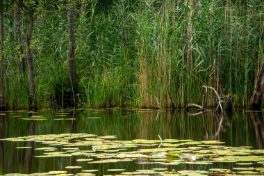 Markische Schweiz Buckow Brandenburg 'da suyun üzerinde duran nilüferlerin doğa sahnesi.