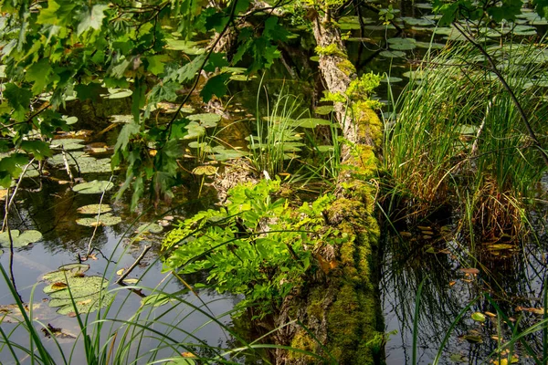 Nature Scene Water Markische Schweiz Buckow Brandenburg Germany — Stock Photo, Image