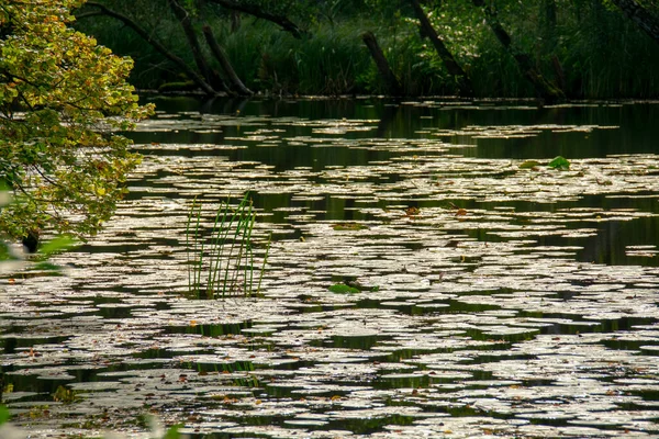 Scene Lily Pads Sitting Water Markische Schweiz Buckow Brandenburg — Stock Photo, Image