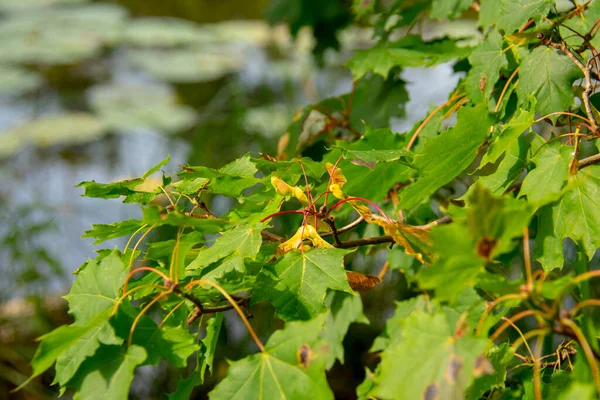 Acer platanoides leaf closeup growing in Markische Schweiz Buckow Brandenburg — Stock Image Acer Platanoides Leaf Closeup Growing Markische Schweiz Buckow Brandenburg Royalty Free Stock Photos