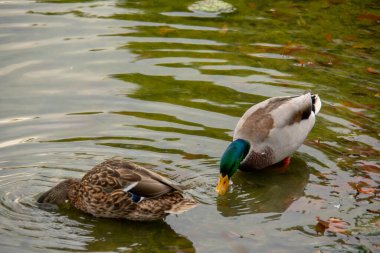 Mallard ördeği Lietzensee Charlottenburg Berlin 'de suya bakıyor.
