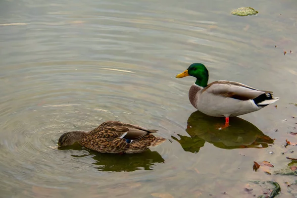 Mallard Duck Looking Water Lietzensee Charlottenburg Berlin — Stock Photo, Image