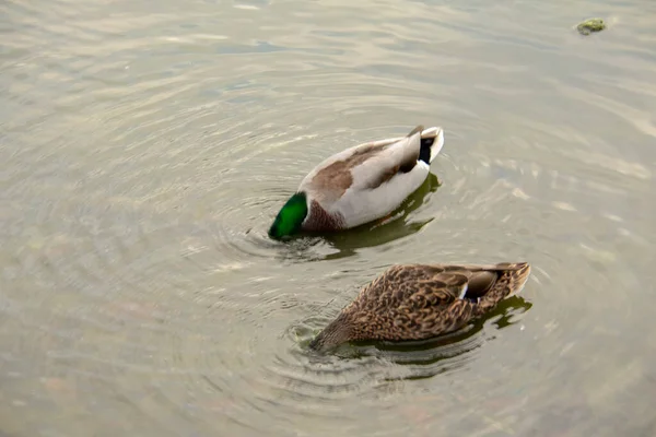 Mallard Duck Looking Water Lietzensee Charlottenburg Berlin — Stock Photo, Image