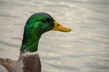 Mallard ördeği Lietzensee Charlottenburg Berlin 'de suda yüzüyor.