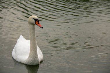 Lietzensee Charlottenburg Berlin 'de suda yüzen dilsiz kuğu.