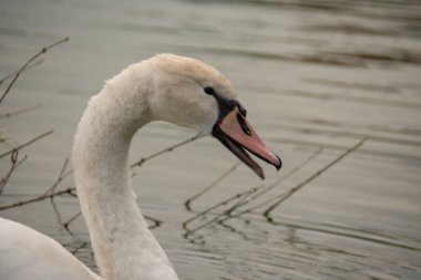 Lietzensee Charlottenburg Berlin 'de suda yüzen dilsiz kuğu.