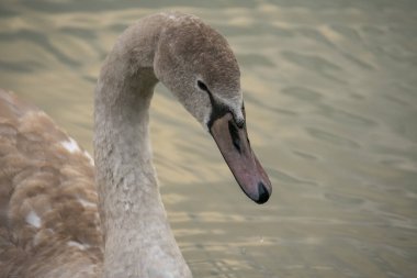 Lietzensee Charlottenburg Berlin 'de suda yüzen dilsiz kuğu.
