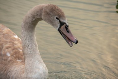 Lietzensee Charlottenburg Berlin 'de suda yüzen dilsiz kuğu.
