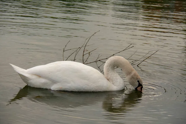 Mute Swan Swimming Water Lietzensee Charlottenburg Berlin — Stock Photo, Image