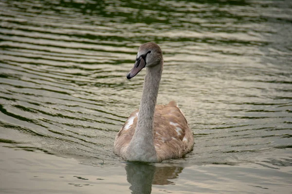 Cigno Muto Che Nuota Nell Acqua Lietzensee Charlottenburg Berlino — Foto Stock