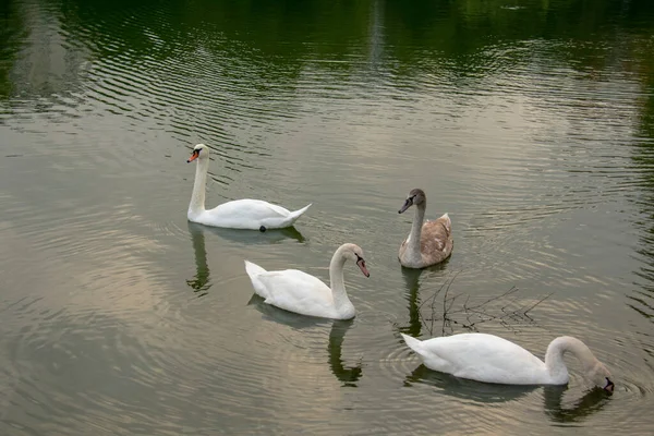 Mute Swans Mallard Duck Swimming Water Lietzensee Charlottenburg Berlin — Stock Photo, Image