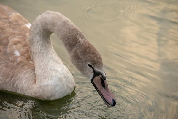 Mute Swan Swimming Water Lietzensee Charlottenburg Berlin — Stock Photo, Image